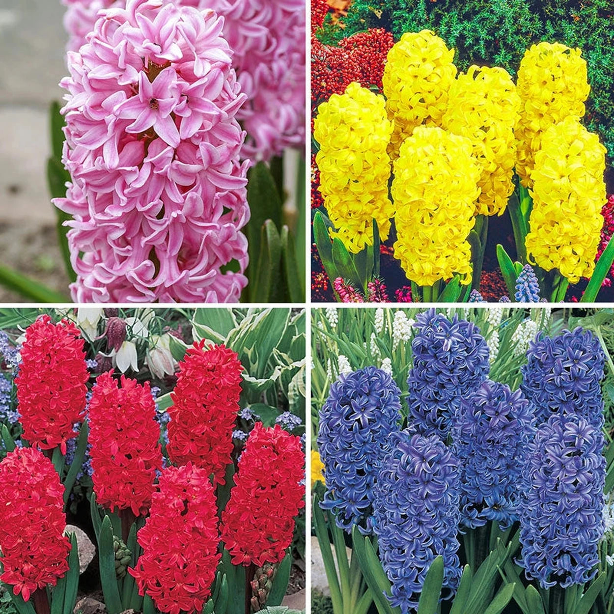 hyacinth flower seeds Perfumed Mosaic Hyacinth Collection