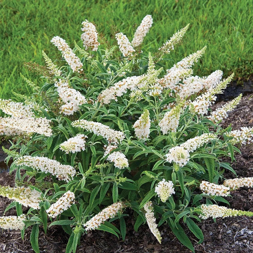 Jumbo White Profusion Butterfly Bush | Buy Online | Brecks
