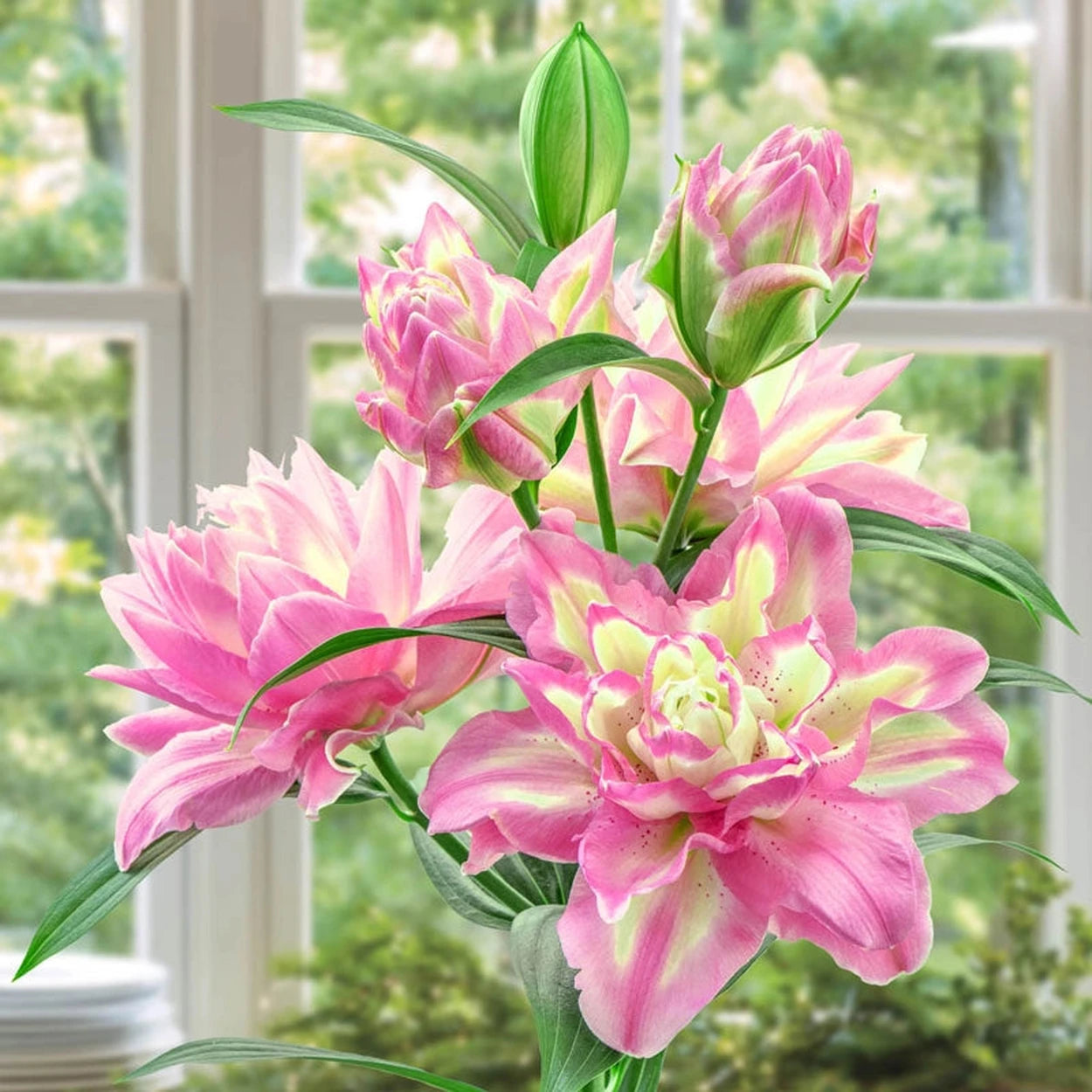lilies flower bulbs Lucky Angel Lily