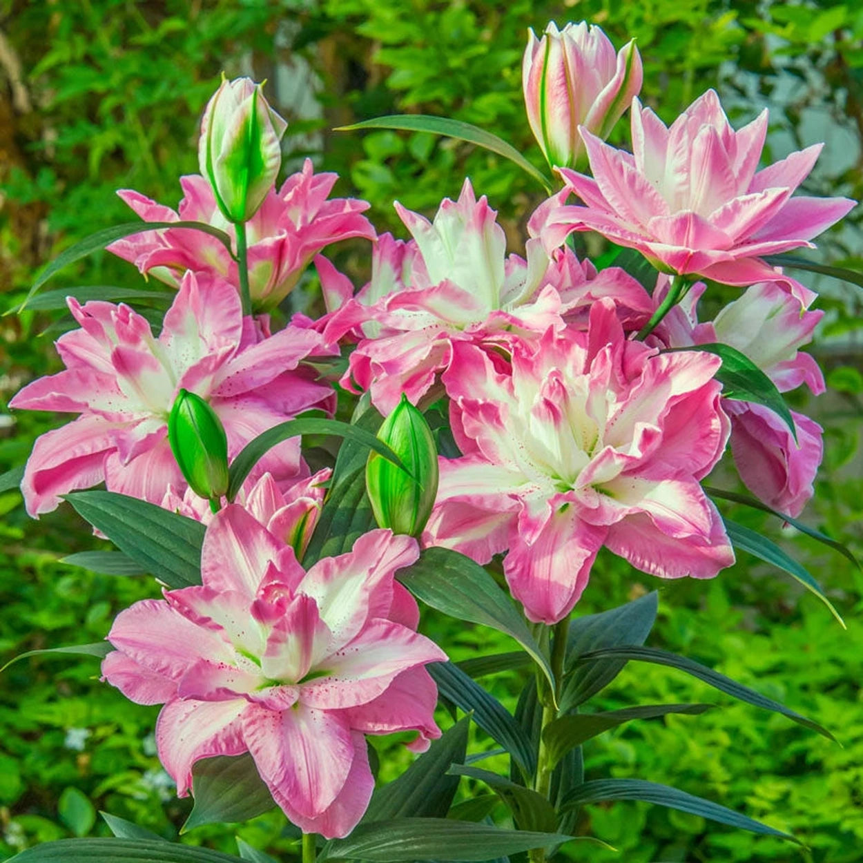 lucky lily flower Lucky Angel Lily