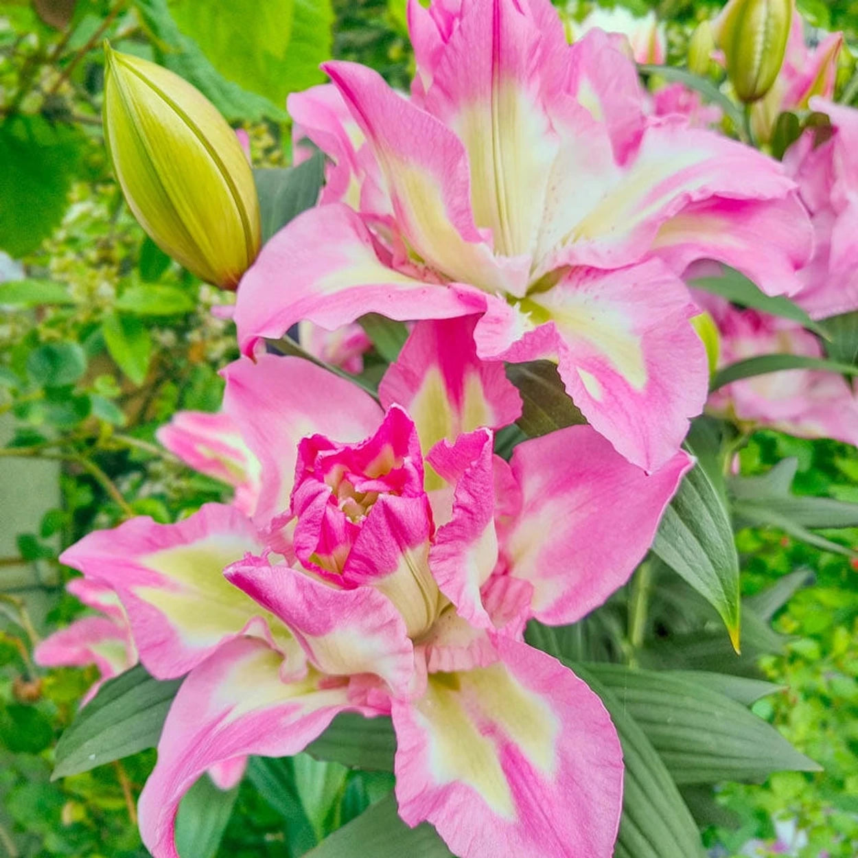lucky lily flower Lucky Angel Lily