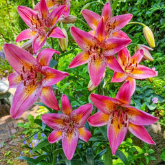 asiatic lily elegant joy Buy Fancy Dance Lily Bulbs | Asiatic Lilies