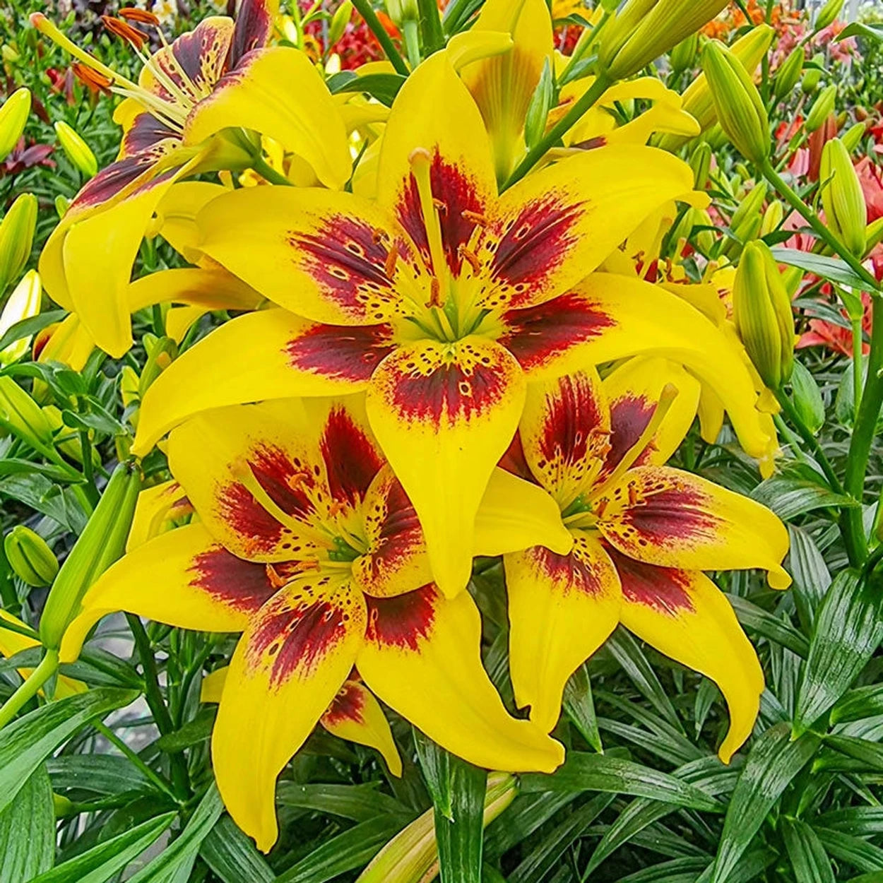 asiatic lily bulbs online Pieton Lily