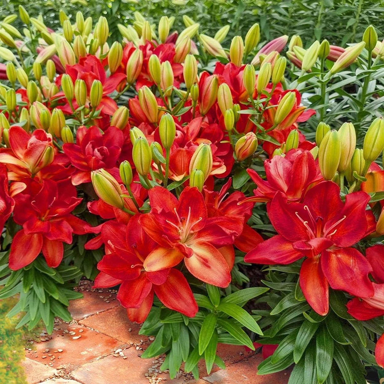 asiatic border lilies Pura Paz Carpet Border Lily