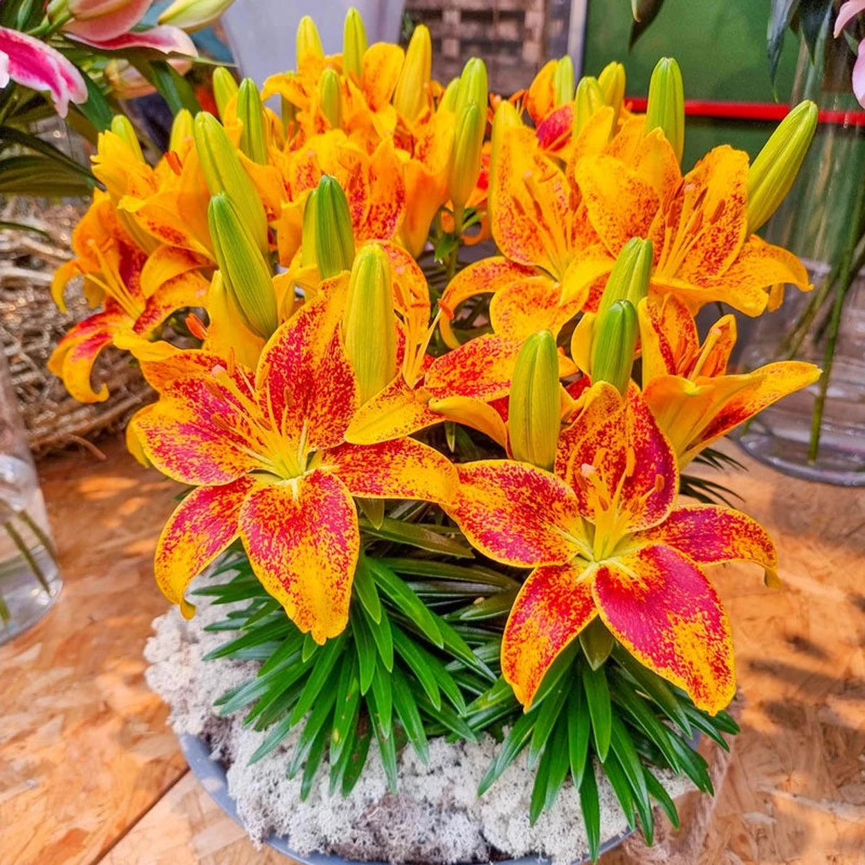 do asiatic lily bulbs multiply Tiny Parrot Patio Lily