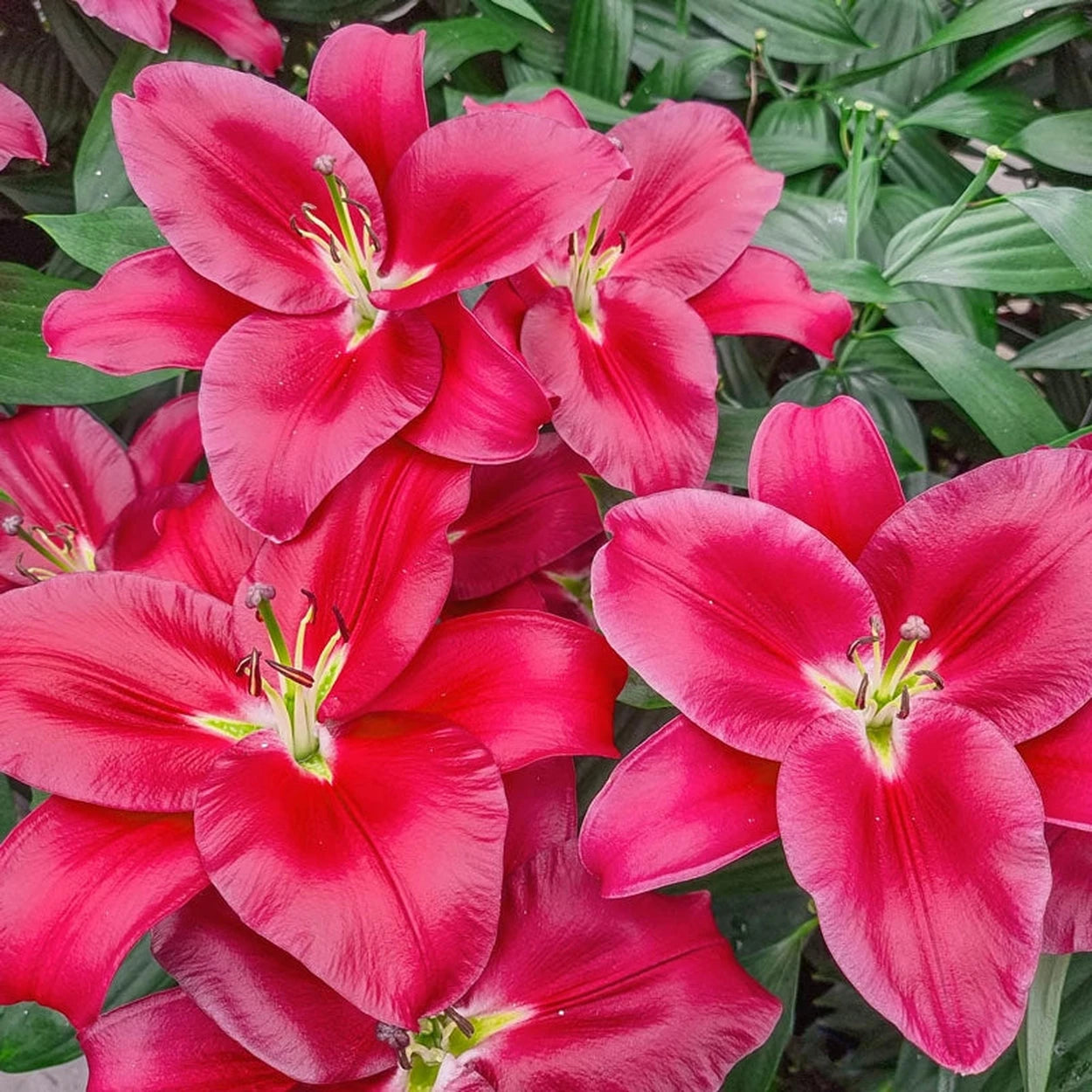 red asiatic lily bulbs Liber Love Lily