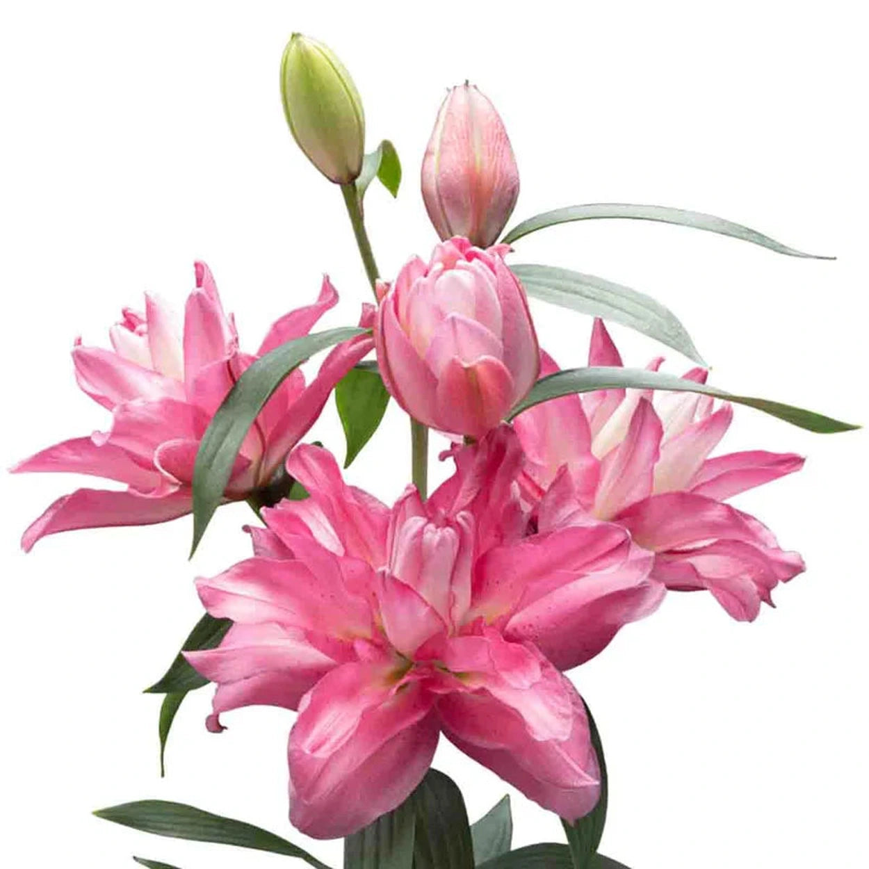 lucky lily flower Lucky Queen Lily