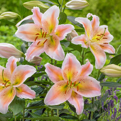 Buy Salmon Party Lily Bulbs | Oriental Lilies | Breck's