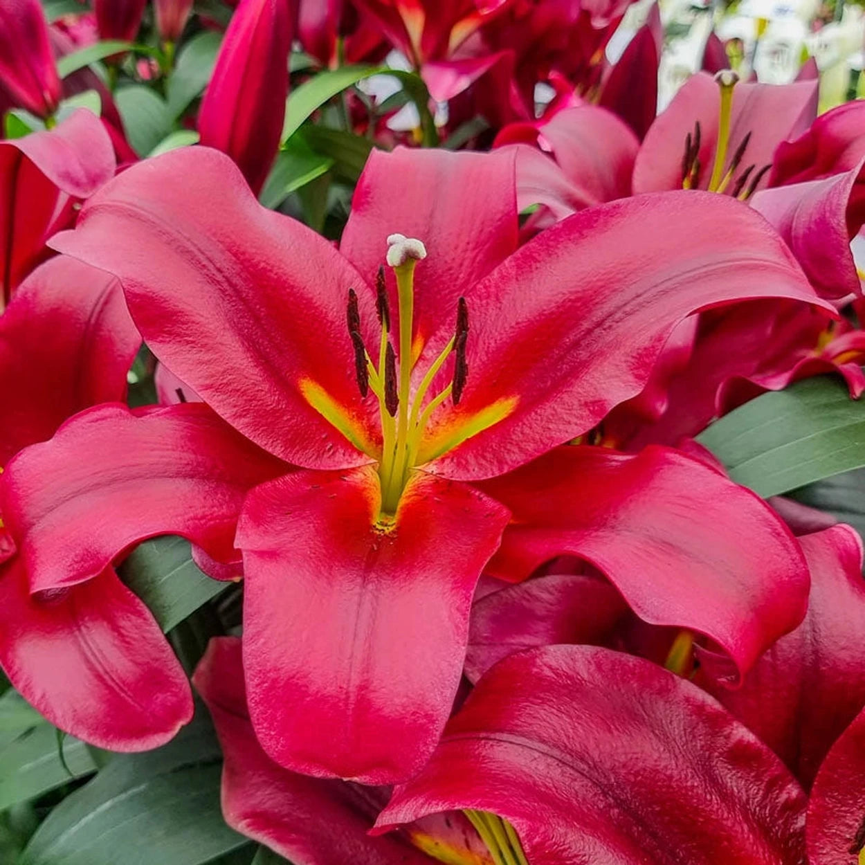 love lily flower Lasting Love Lily Tree®