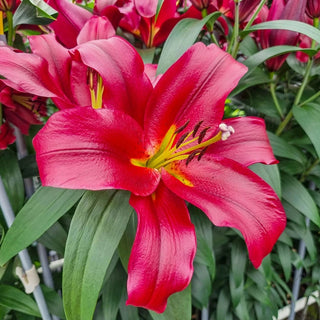 Lasting Love Lily Tree®
