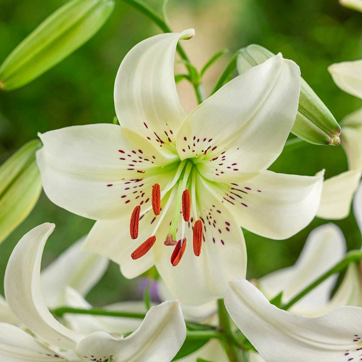 white twinkle tiger lily Buy Sweet Surrender Tiger Lily | Lily Bulbs