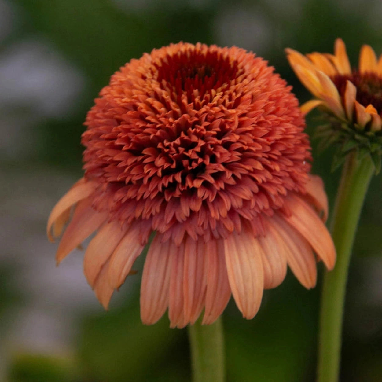 echinacea supreme cantaloupe seeds Buy Supreme Cantaloupe Coneflower | Sun Perennials