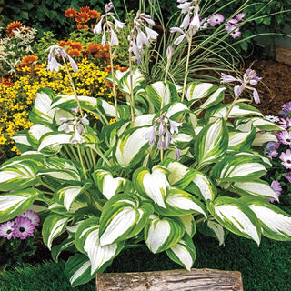 Enterprise Hosta