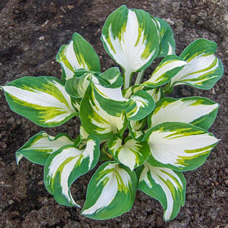 Enterprise Hosta