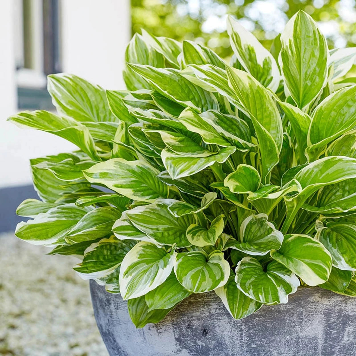 hosta house plant Royal Charmer Hosta