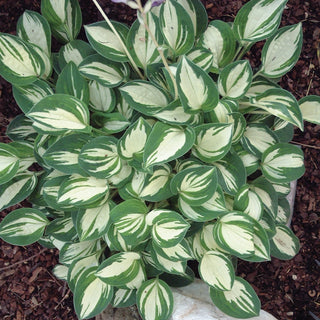 Pandora's Box Mini Hosta