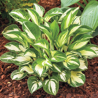 Pandora's Box Mini Hosta