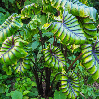 Pharaoh's Mask Elephant Ears