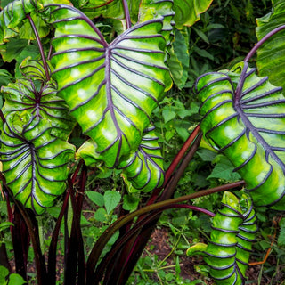 Pharaoh's Mask Elephant Ears