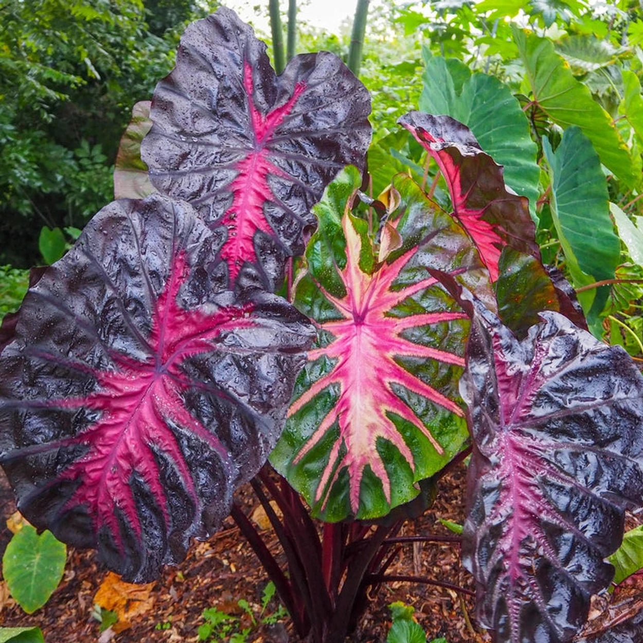 hybrid elephant ear plant Redemption Elephant Ears