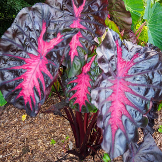 Redemption Elephant Ears