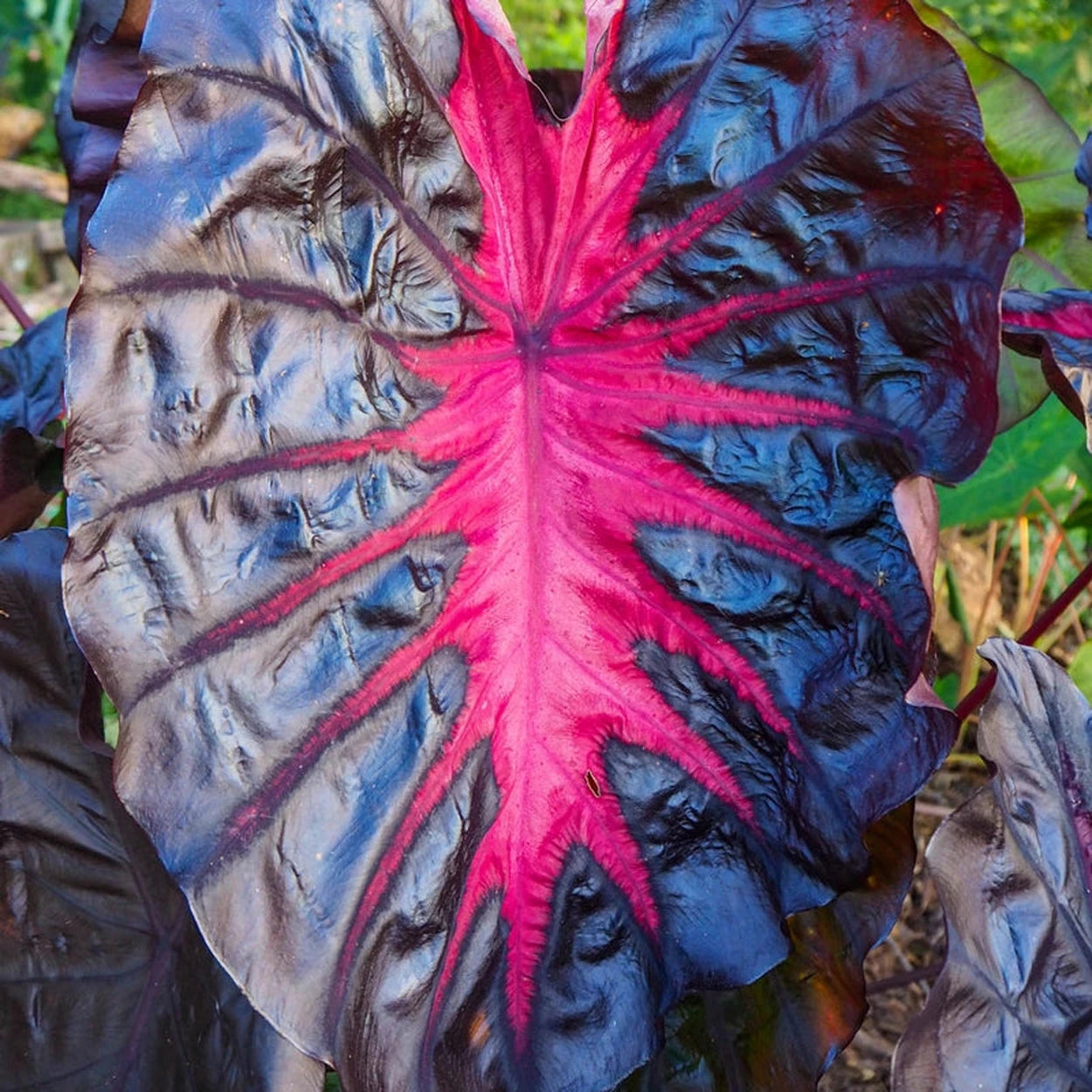 pink elephent ear plant Redemption Elephant Ears – Breck's