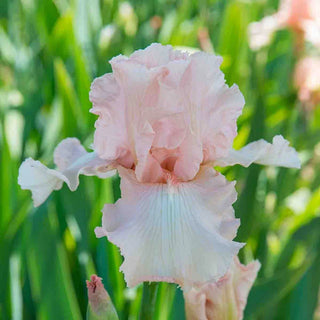 Beverly Sills Bearded Reblooming Iris
