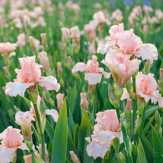Beverly Sills Bearded Reblooming Iris