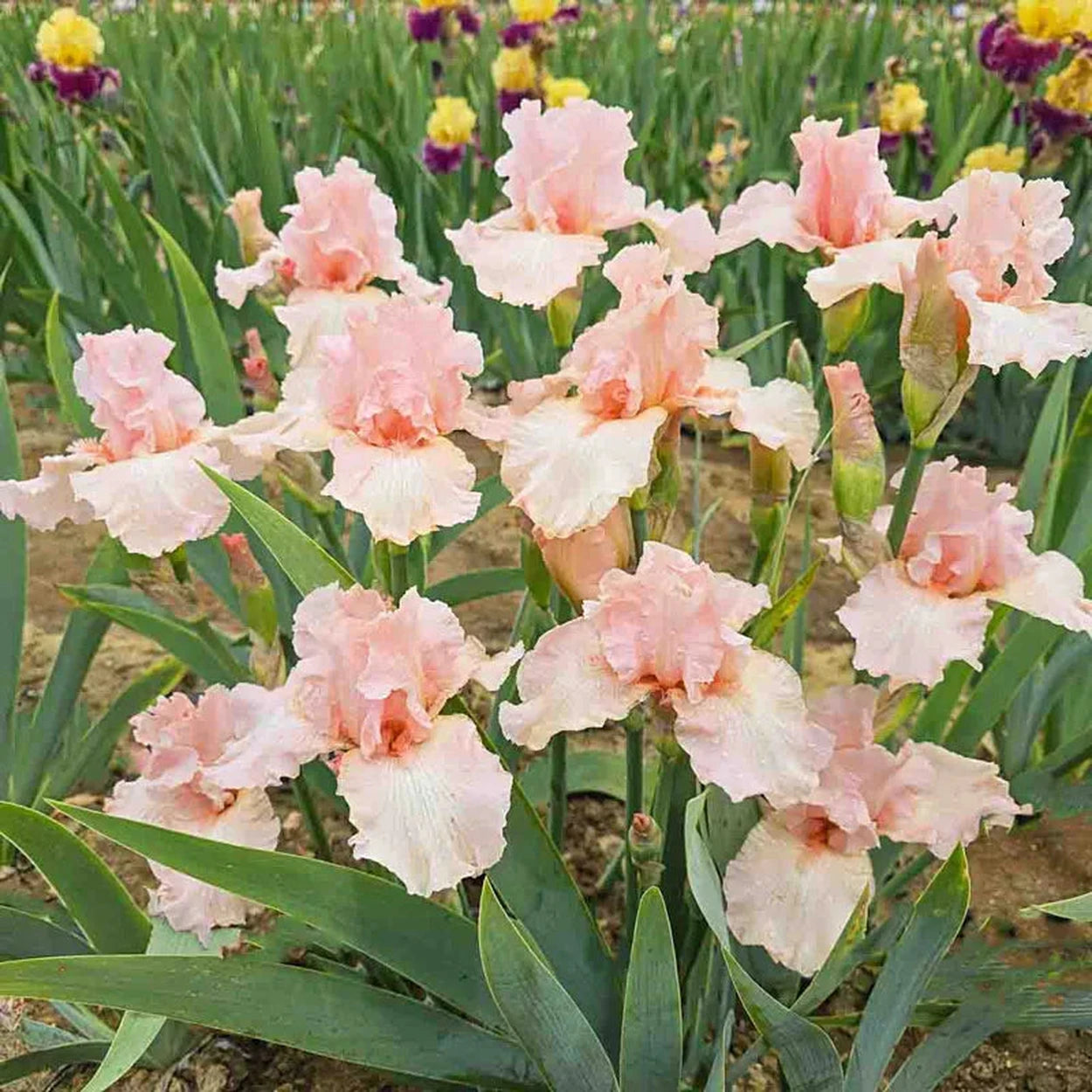 have you seen but a white lily grow soprano Buy Beverly Sills Bearded Reblooming Iris Bulbs