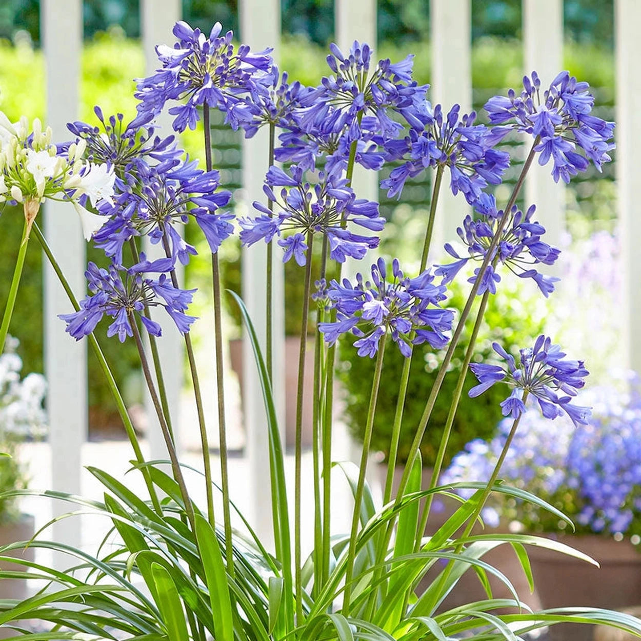 fertilizing agapanthus plants Ever Sapphire Agapanthus