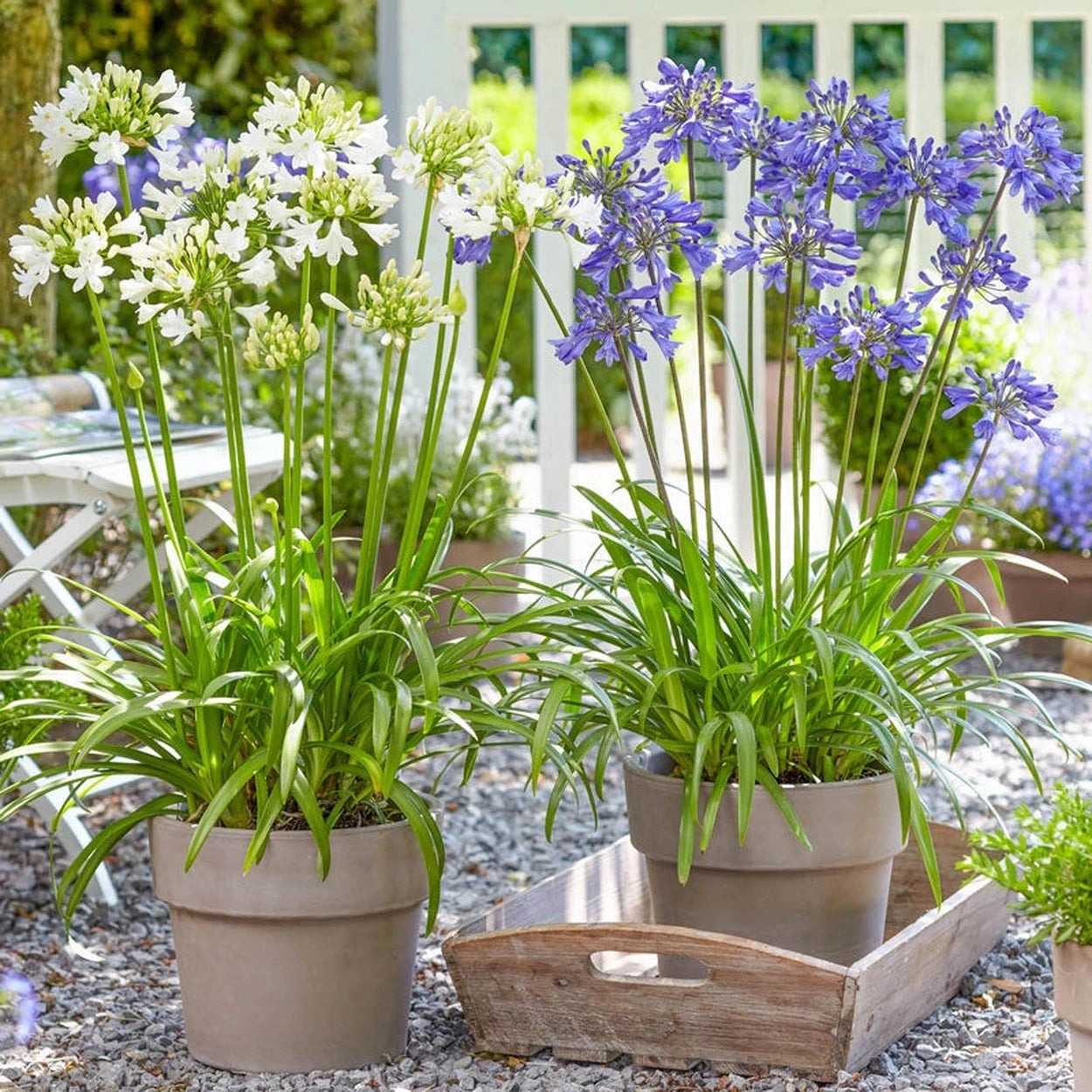 plant agapanthus in pots Everpanthus Agapanthus Collection | Shop Online