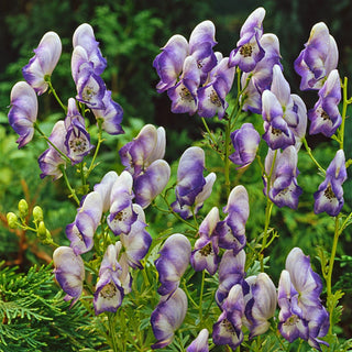 Cloudy Monkshood