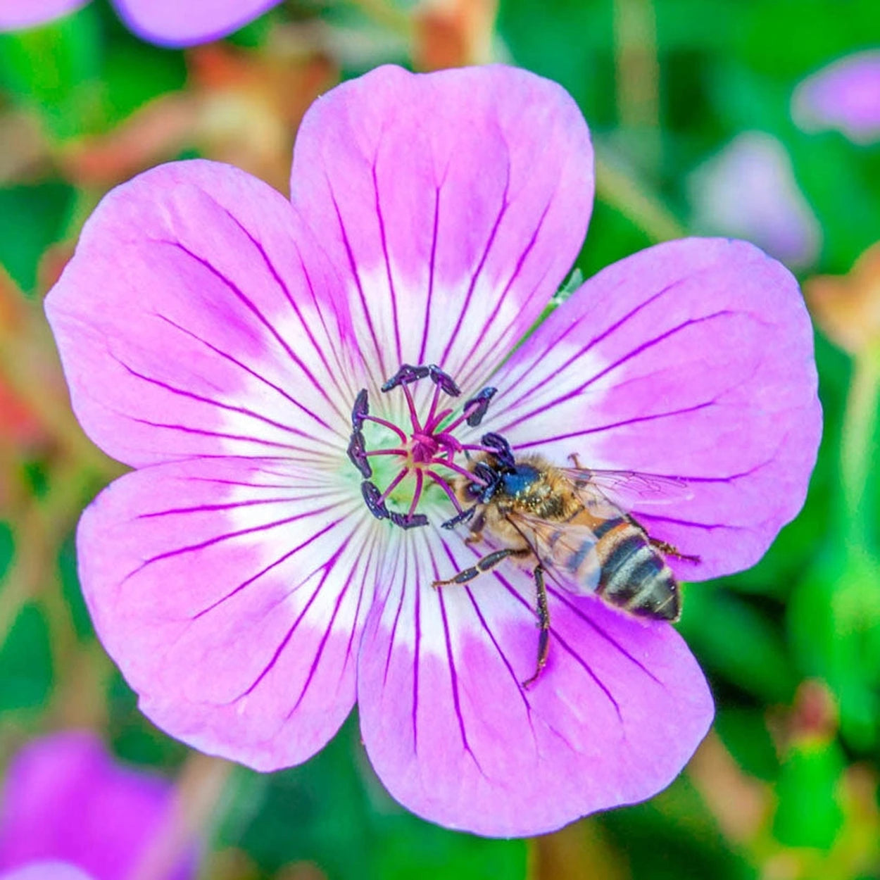 perennial geranium seeds Bloom Time Everblooming Hardy Geranium