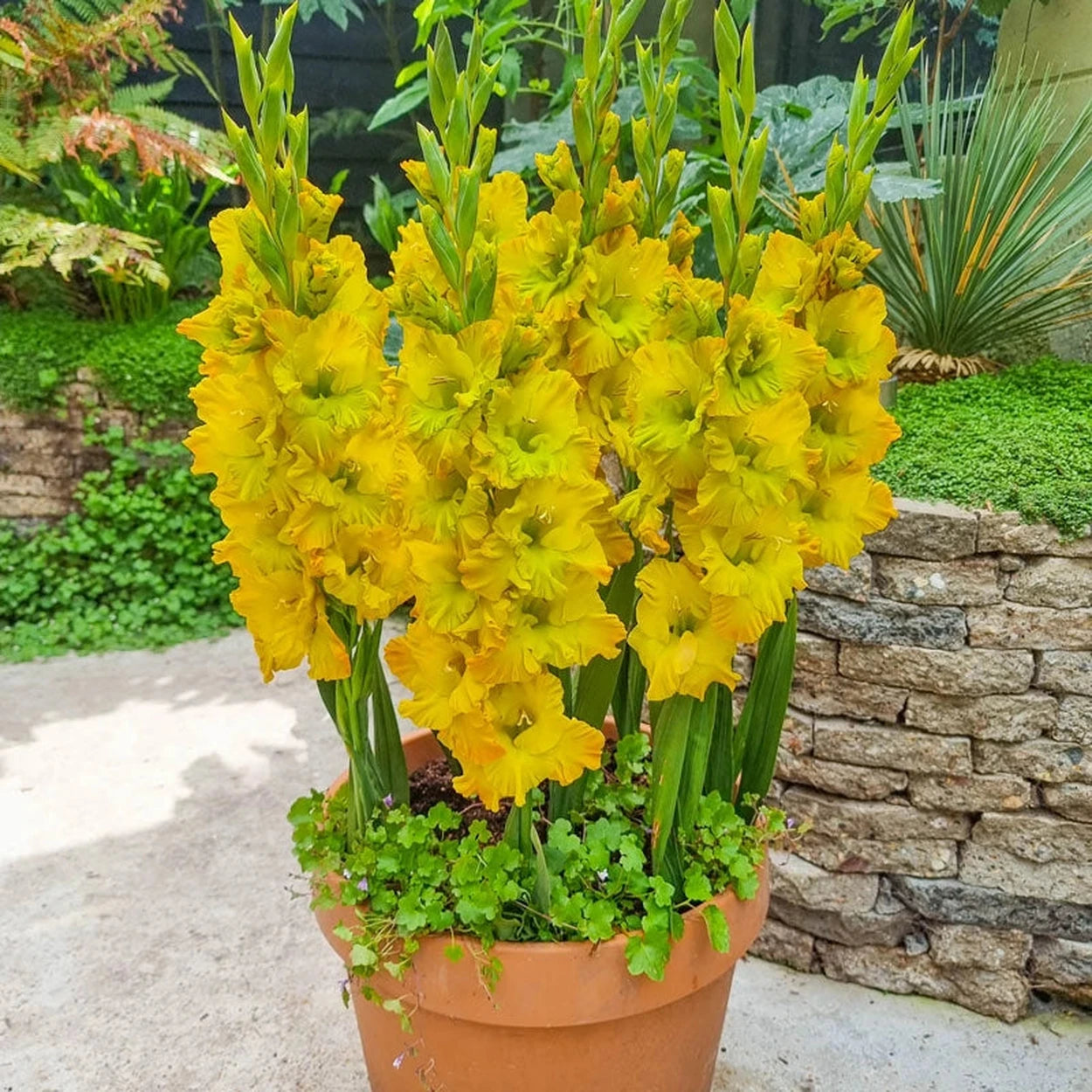 gladiolus bulbs planting in pots Blitz Dwarf Gladiolus