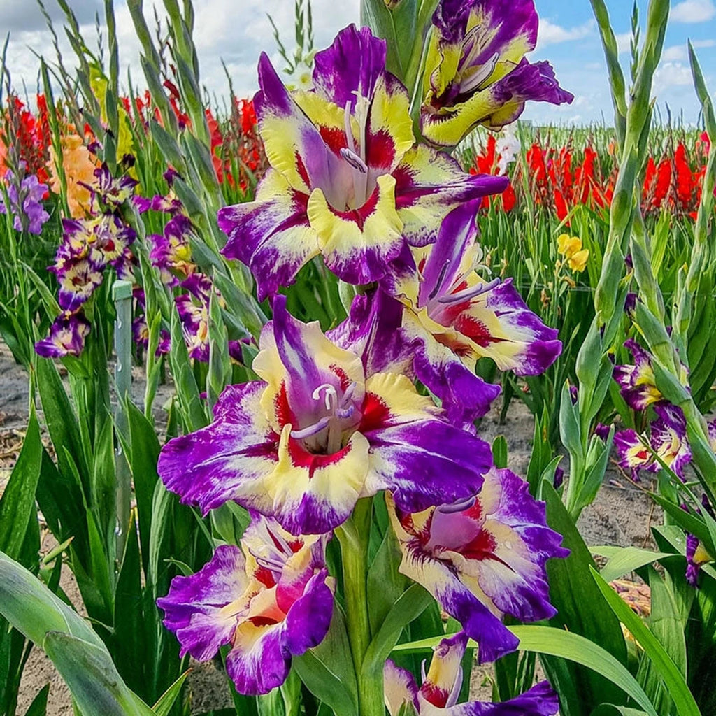 Beeks Bulbs Buy Circus Color Gladiolus | Spring Planted Bulbs | Breck's
