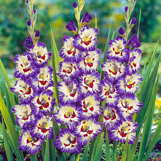 Circus Color Gladiolus