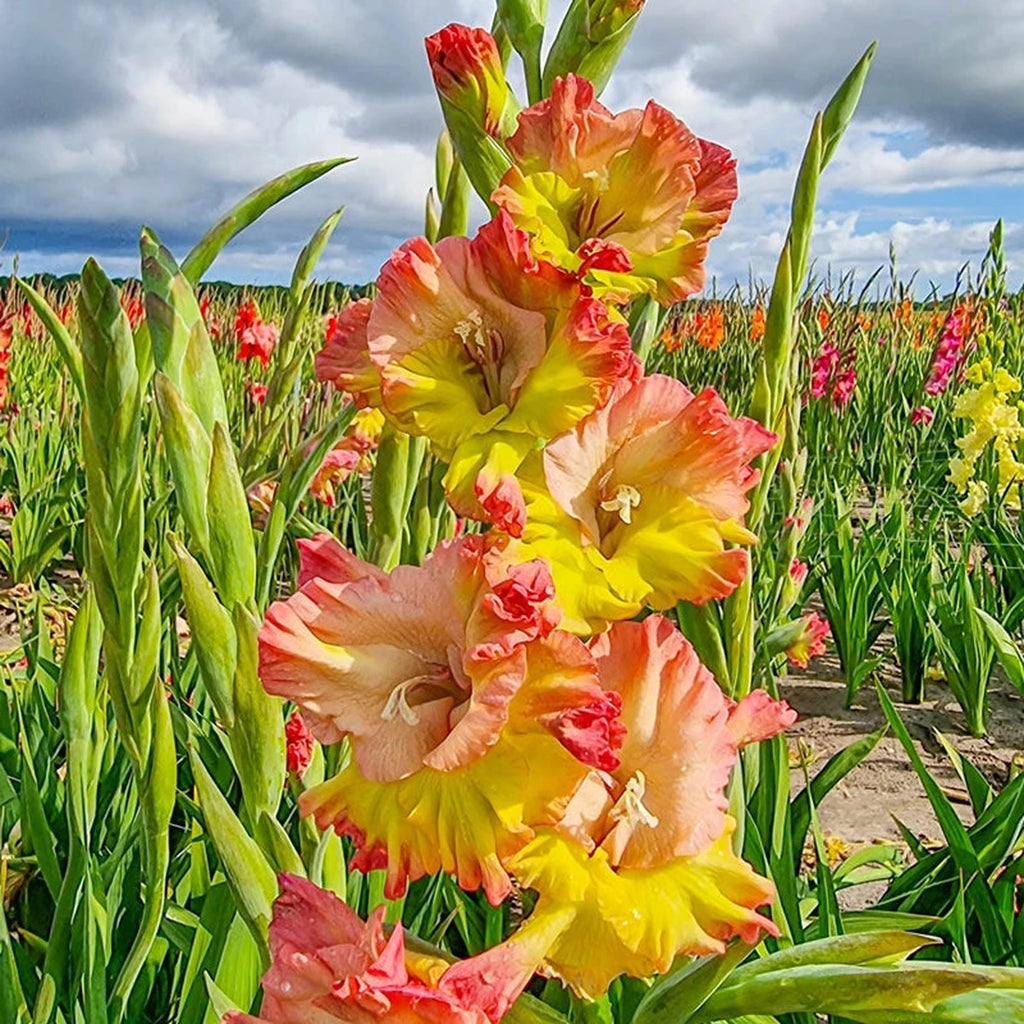 Buy Conca Verde Gladiolus | Spring Planted Bulbs | Breck's