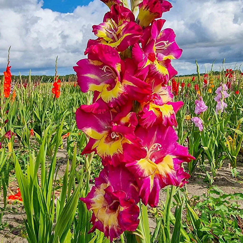 Shop Seashore Gladiolus Online | Gladiolus Bulbs | Breck's