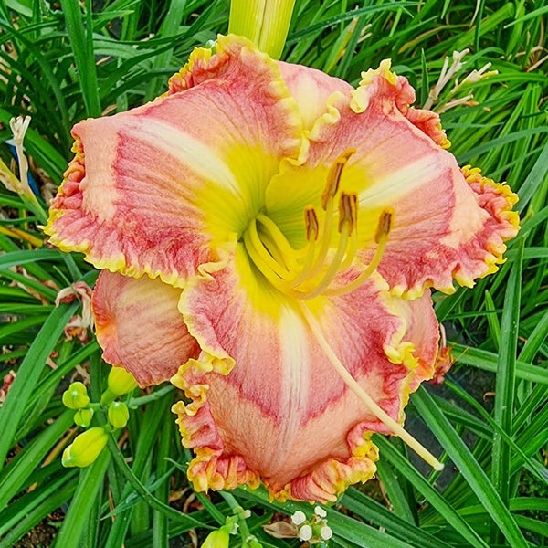 Princess Tutu Mildred Mitchell Reblooming Daylily | Breck's