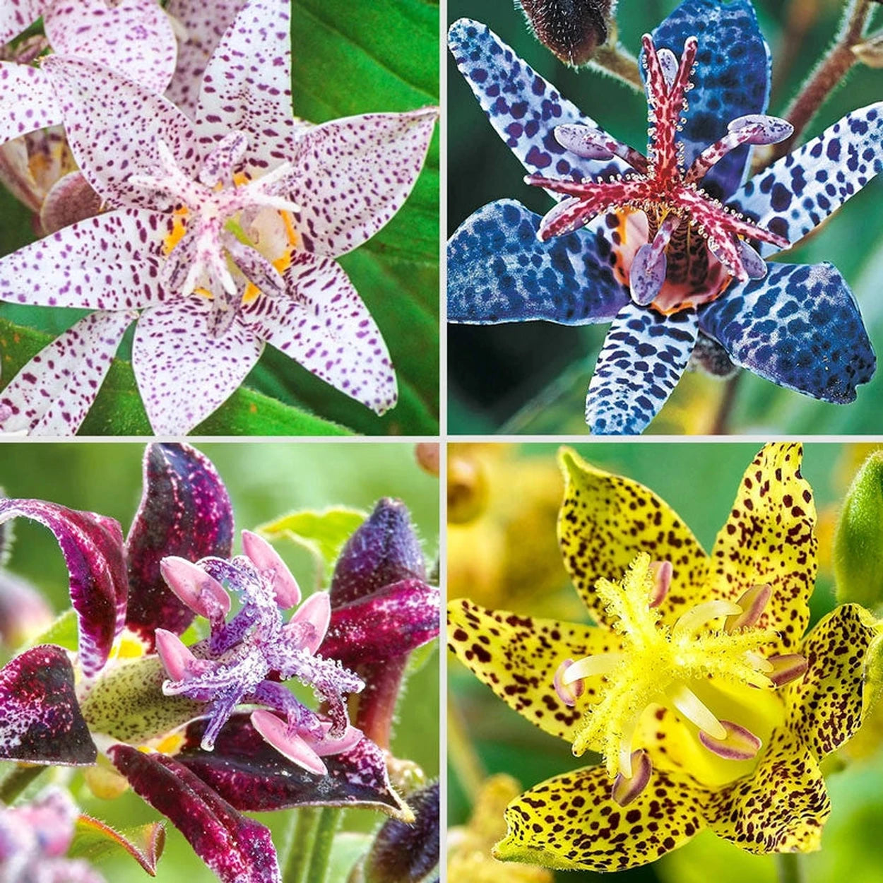 white towers toad lily Breck's® Toad Lily Collection