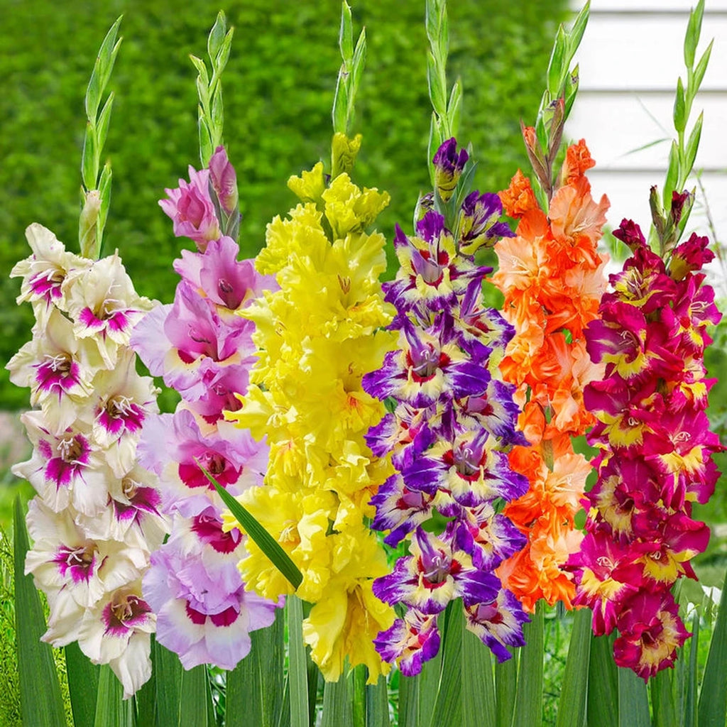 Beeks Bulbs Buy Color Splash Gladiolus Mixture | Gladiolus Bulbs | Breck's