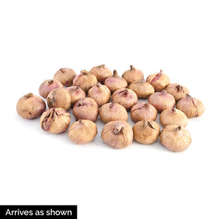 Colour Splash Gladiolus Mixture