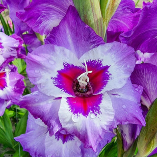 Vista Gladiolus