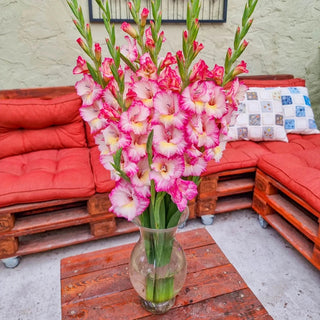 Emmy Dwarf Gladiolus