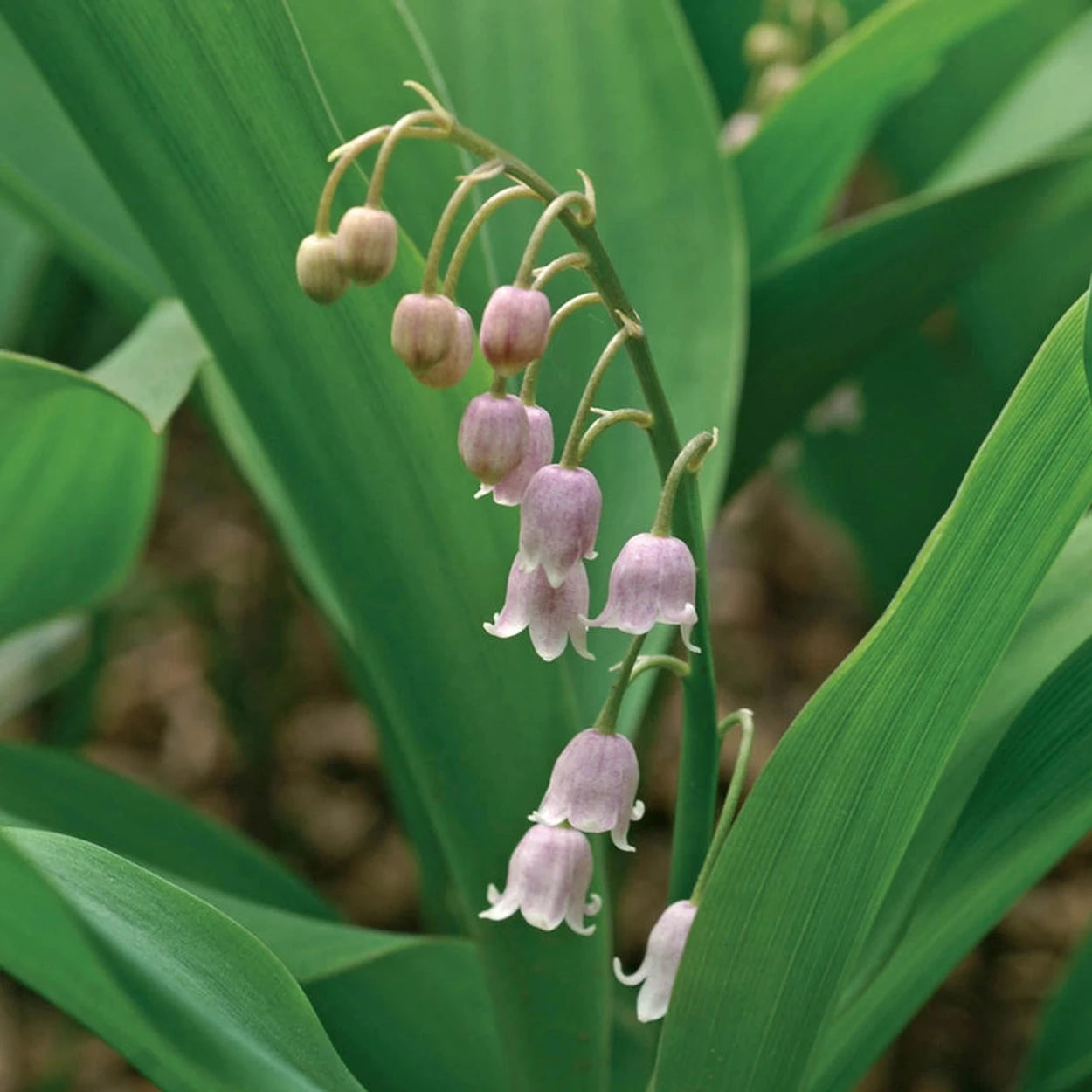 pink lily flower meaning lily of the valley Pink Lily-of-the-Valley