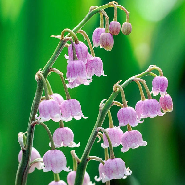 lily of the valley flower pink Pink Lily-of-the-Valley