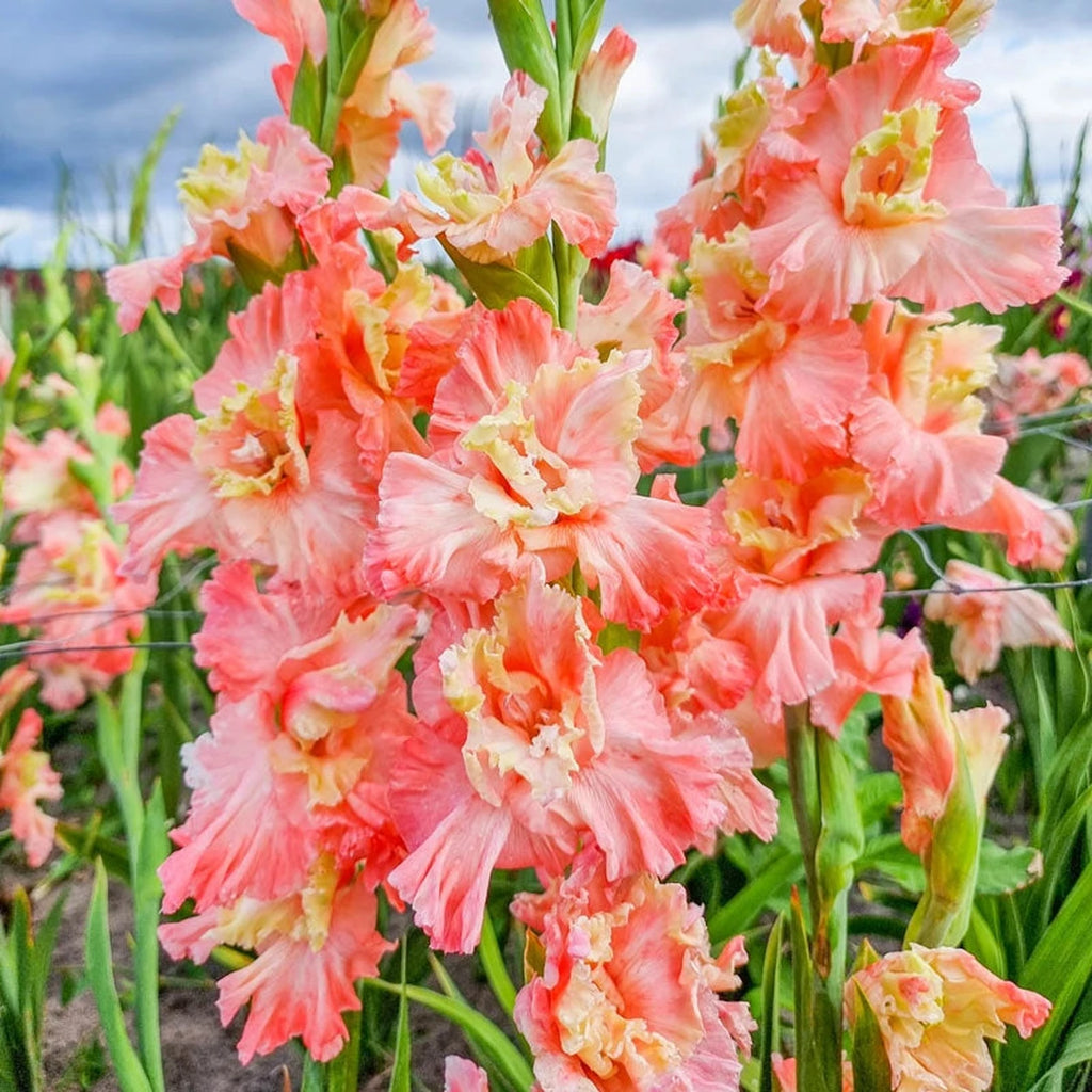 Buy Mindset Gladiolus Online | Spring Planted Bulbs | Breck's