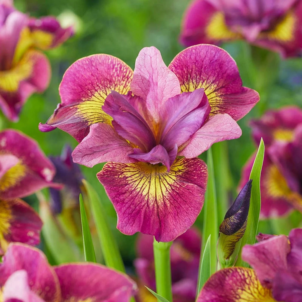 Buy Ruby Gold Siberian Iris | Siberian Irises | Breck's