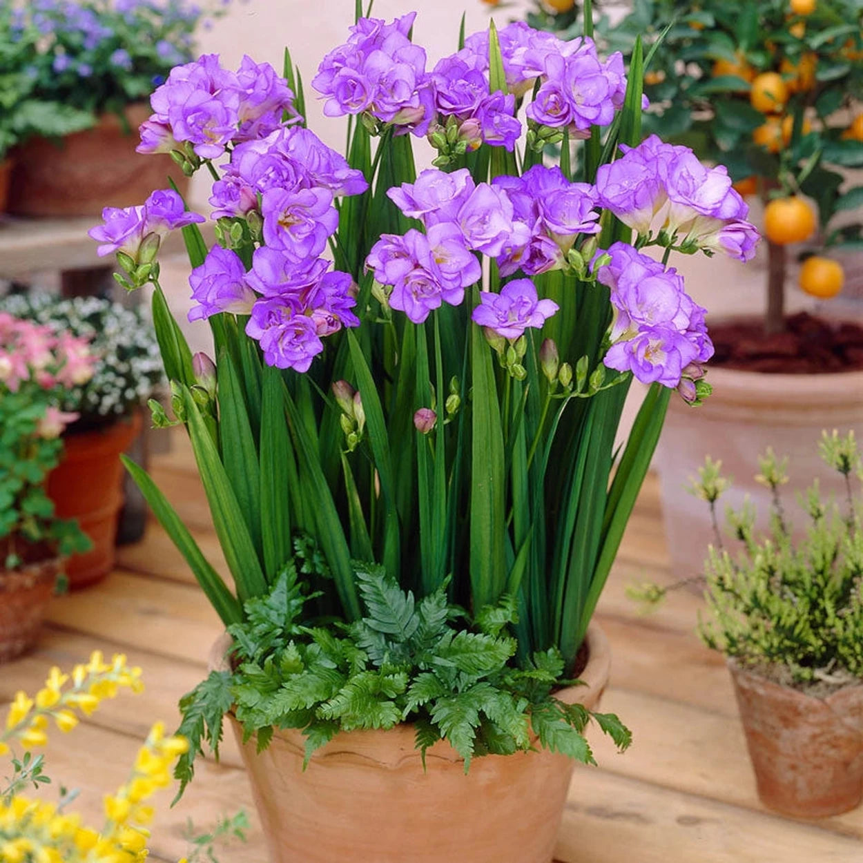 planting freesia bulbs in pots Double Blue Freesia