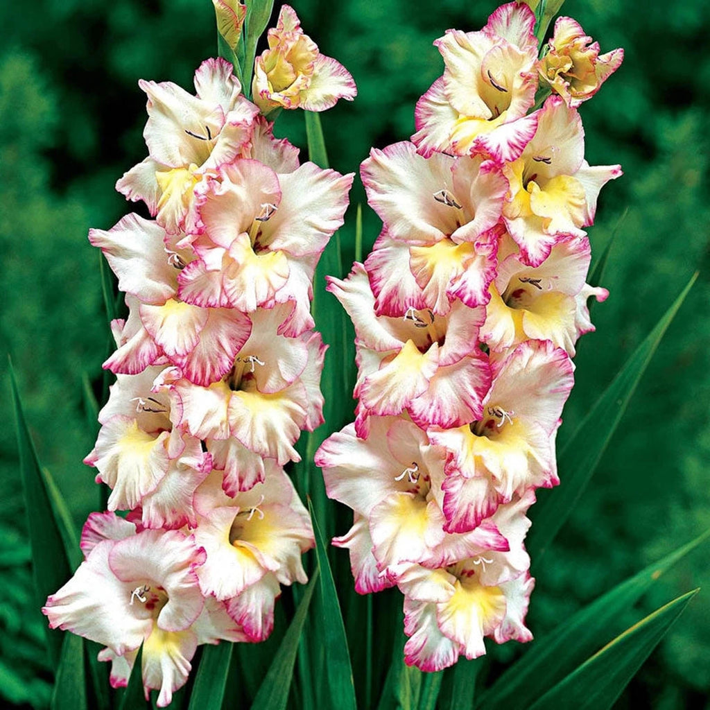 Buy Priscilla Gladiolus | Spring Planted Bulbs | Breck's